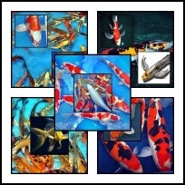 Koi pontyok kerti tavakba